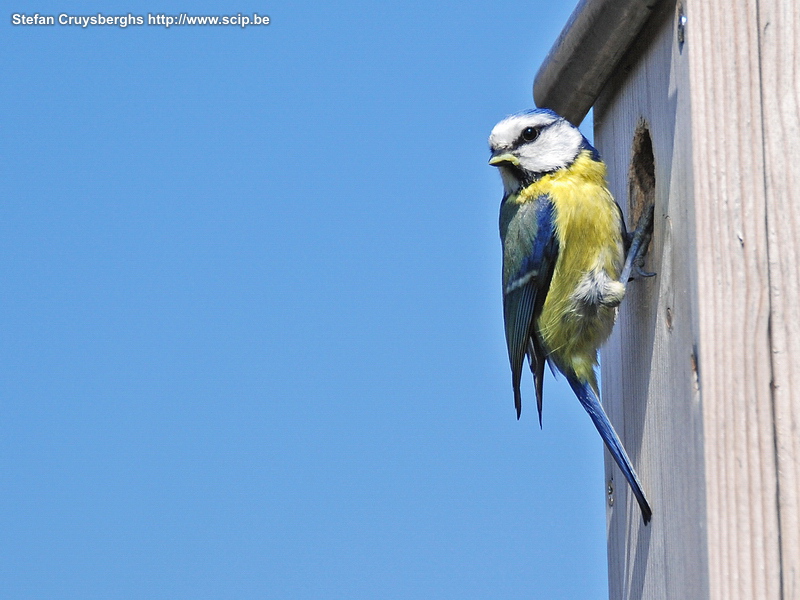 Pimpelmezen Een koppeltje pimpelmezen (parus caeruleus) heeft een maand lang in het nestkastje in mijn tuintje gehouden. De hele dag vlogen de ouders aan en af. In het begin gaven ze de kleintjes vooral gele rupsen. De laatste dagen stonden alle soorten insecten en zaadjes op het menu. Ondertussen zijn de 4 kleine pimpelmezen uitgevlogen. Stefan Cruysberghs